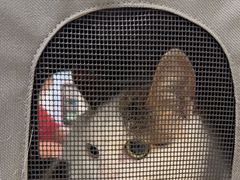-凯特喵百思猫专科医院