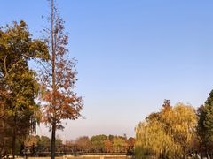 -贡湖湾湿地公园