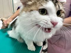 -北京观赏动物医院·24小时大型综合·猫专科·异宠专科