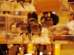 -帕帕拉兹宠物(亚洲旗舰店)