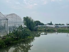 -马陆小张葡萄园农家乐