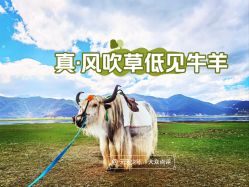 -纳帕海依拉草原