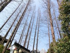 -上海醉白池公园