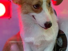 -PETKIT小佩宠物(古北店)