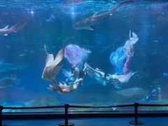 -海合安成都极地海洋公园