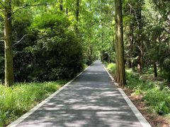 -东平国家森林公园