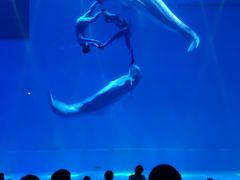 -芜湖新华联大白鲸海洋公园