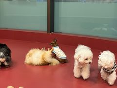 -和它·交个朋友·狗咖猫咖(爱琴海店)
