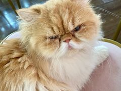 -这儿没有猫·猫咖萌宠馆·撸猫