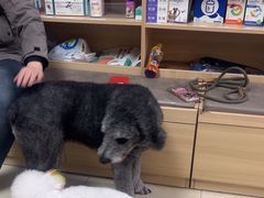 -宠福鑫康馨动物医院·骨科·眼科