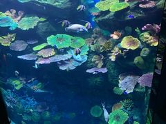 -暹罗海洋世界
