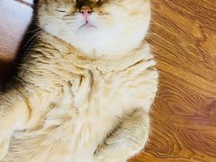 -糯米喵星人总部直营旗舰店·猫舍·幼猫出售