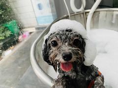 -PETKIT小佩宠物(昭化店)