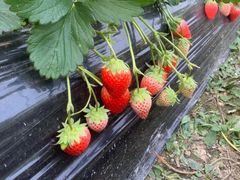 -尚田草莓姑娘白草莓采摘基地