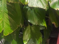 -二分八云雁阁•新晋菜大同味(长治路店)