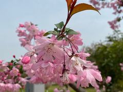 -武汉园博园(武汉自然博物馆)