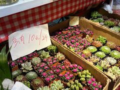 -宝鸡东道花鸟鱼虫市场(吉利花园商场店)