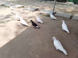 -上美四季动物农场