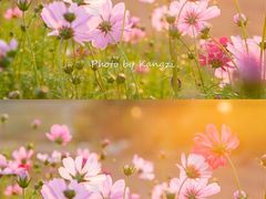 -光明小镇欢乐田园