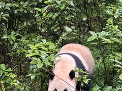 -都江堰中华大熊猫苑