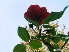 -朝阳体育中心
