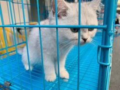 -清平路水族市场