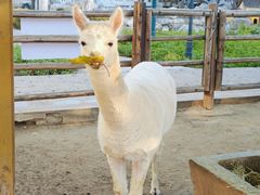 -北京市海淀外国语实验学校
