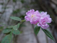 -艺圃