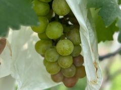 -美家乐农庄·露营·团建(大治路店)