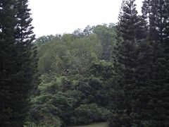 -深圳仙湖植物园
