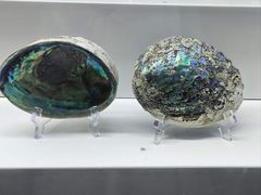 -贝壳王国博物馆