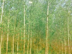 -合肥滨湖国家森林公园