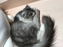 -瞄一喵猫咖(格力海岸店)