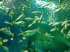 -上海海洋水族馆