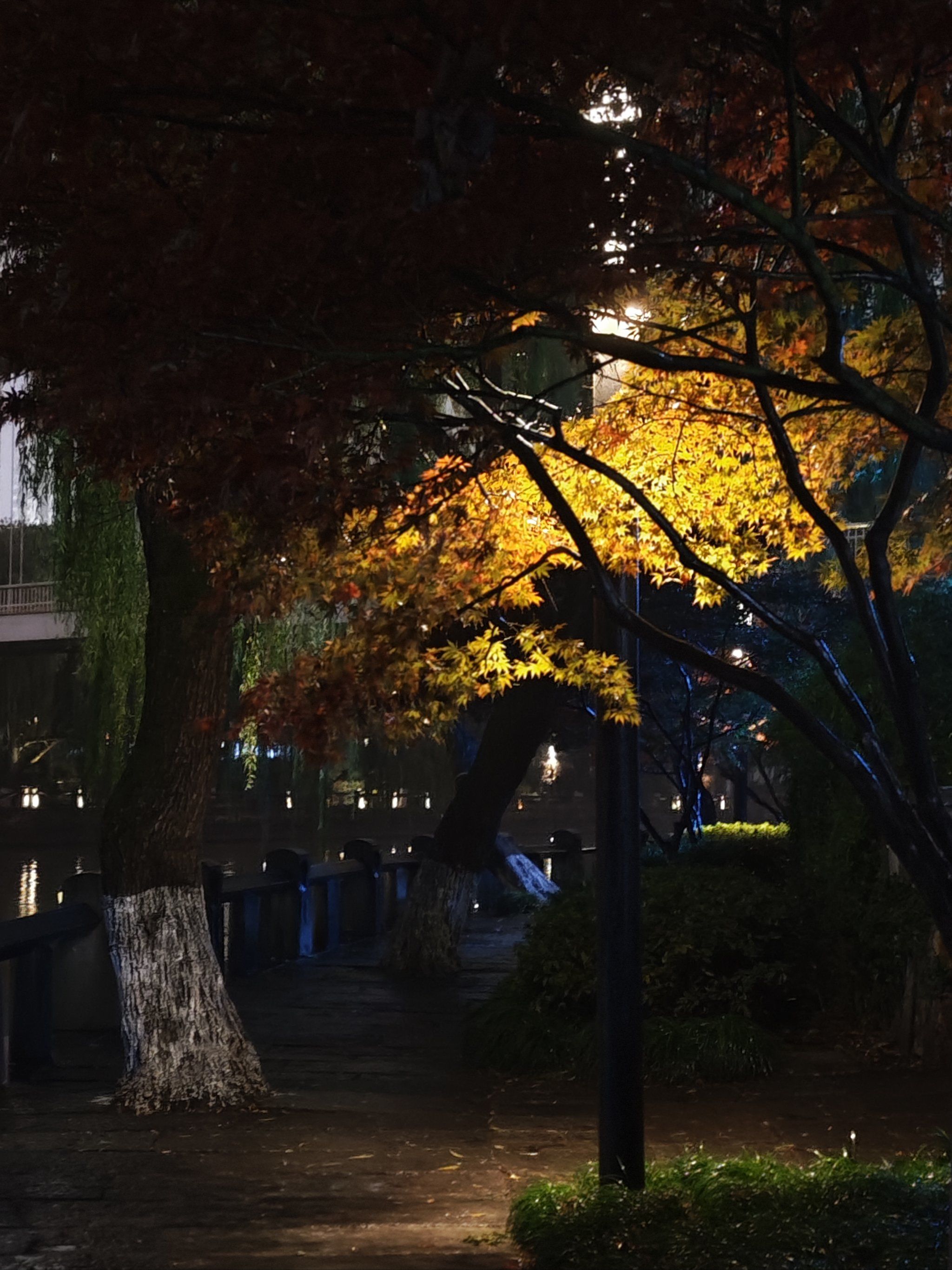 雨夜,灯光,树叶