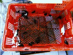 海鲜池-寻味顺德·南记酒家·传统顺德菜·鱼生(广源路店)