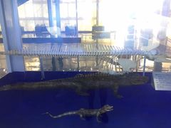 -上海海洋大学鱼文化博物馆(军工路校区)