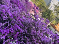 -深圳仙湖植物园