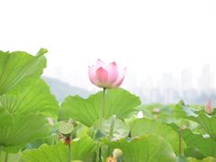 -月湖风景区