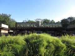 -奥兰多迪士尼动物王国乐园