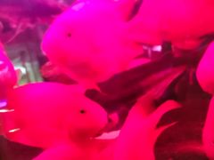 -中环花鸟鱼虫市场