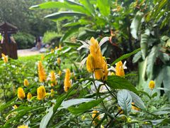 -中国科学院西双版纳热带植物园