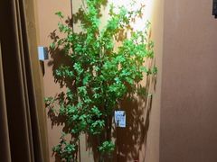 -泰·菩提树下[泰式按摩x精油SPAx肩颈头疗](新景店)