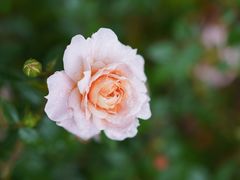 -鹅湖玫瑰文化园