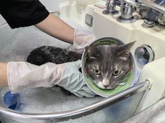 -车接车送·寄养洗护·德文猫舍(大宁店)