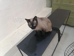 -MZ猫咖
