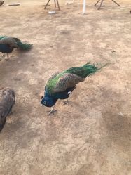 -萌宠亲子动物乐园(槐房万达店)