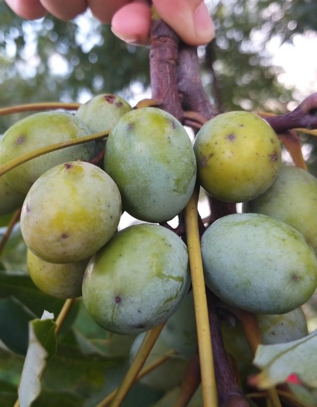这种果子保证你们没有吃过!酸酸就是他的名字!