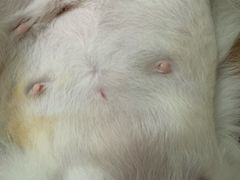-达爱动物医院·犬猫分区·CT·复杂眼科(远洋山水分院)