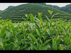 -龙坞茶村